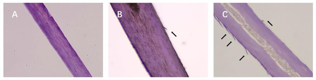 體外真發(fā),頭發(fā)熱損傷,模型研究,CIRS,功效評(píng)價(jià),技術(shù)實(shí)踐
