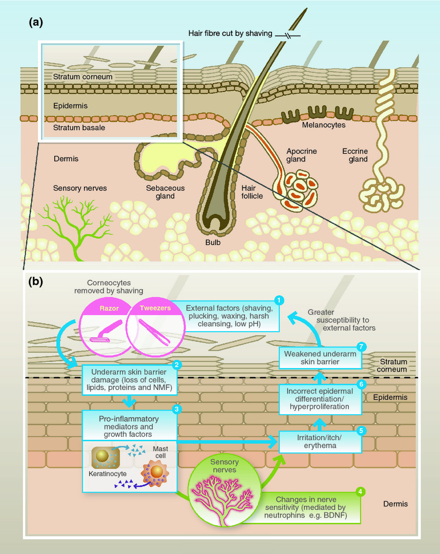 CIRS功效評(píng)價(jià),技術(shù)實(shí)踐,腋下皮膚,生理學(xué),特征