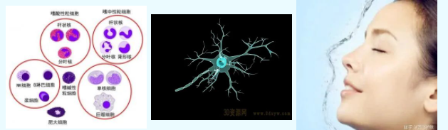 化妝品,體外評價方法,化妝品功效,舒緩功效,皮膚屏障,炎癥反應(yīng)