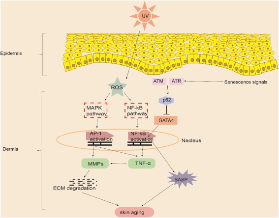 新型皮膚,芯片,化妝品安全,功效評(píng)價(jià)