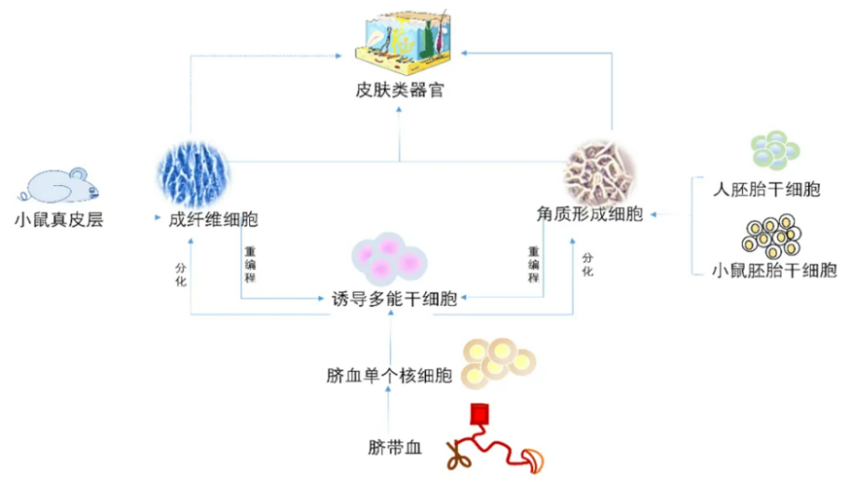 新型皮膚,芯片,化妝品安全,功效評(píng)價(jià)