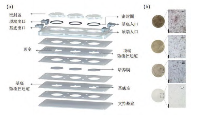 新型皮膚,芯片,化妝品安全,功效評(píng)價(jià)