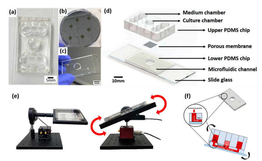 新型皮膚,芯片,化妝品安全,功效評(píng)價(jià)
