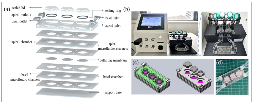 新型皮膚,芯片,化妝品安全,功效評(píng)價(jià)