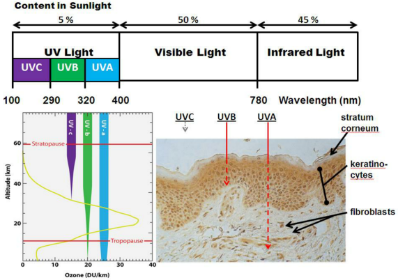皮膚,抗衰,細(xì)胞,功效評(píng)估,去皺,抗初老,緊致