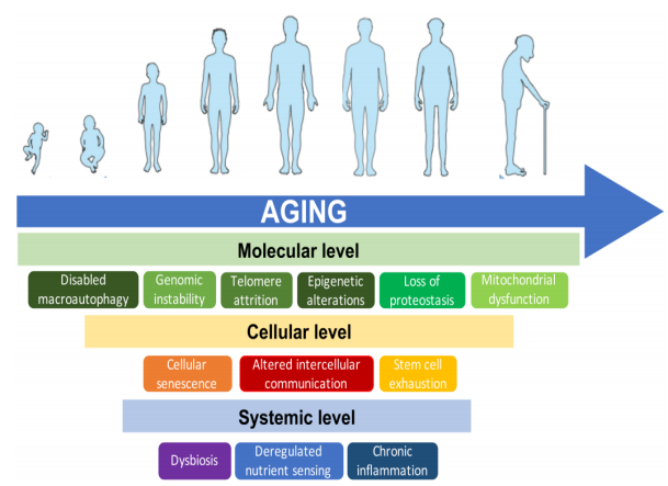體外細(xì)胞培養(yǎng),模型,化妝品抗衰,功效評價(jià)