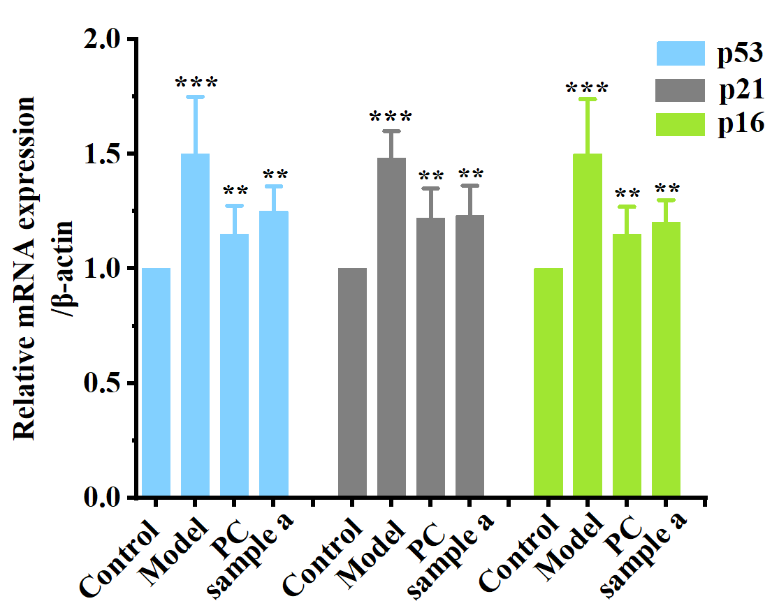 體外細(xì)胞培養(yǎng),模型,化妝品抗衰,功效評價(jià)