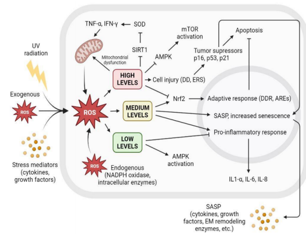 體外細(xì)胞培養(yǎng),模型,化妝品抗衰,功效評價(jià)