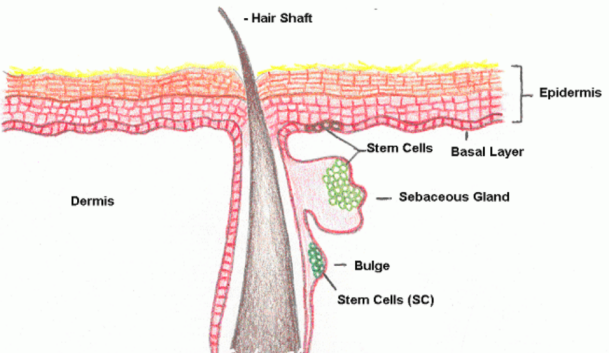 體外細(xì)胞培養(yǎng),模型,化妝品抗衰,功效評價(jià)