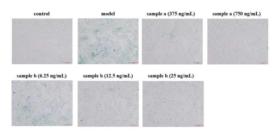 體外細(xì)胞培養(yǎng),模型,化妝品抗衰,功效評價(jià)