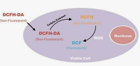 化妝品,抗氧化,抗衰,氧化還原反應(yīng),皮膚,ROS