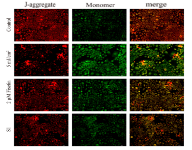 體外細(xì)胞培養(yǎng),模型,化妝品抗衰,功效評價(jià)