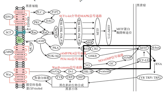 美白,功效原料,信號通路,黑素轉(zhuǎn)移,百里香醌