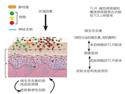 敏感肌,皮膚,敏感