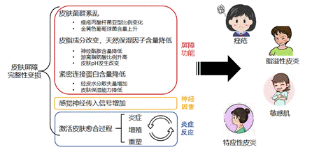 敏感肌,護理類產品,保濕,修護,舒緩,功效,體外評價