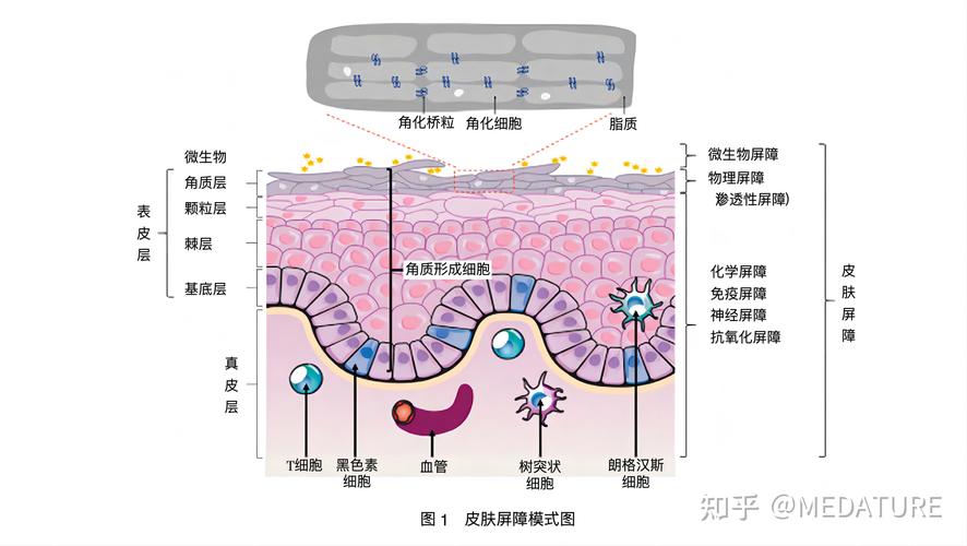 敏感肌,護(hù)理類,成分,功效評(píng)估
