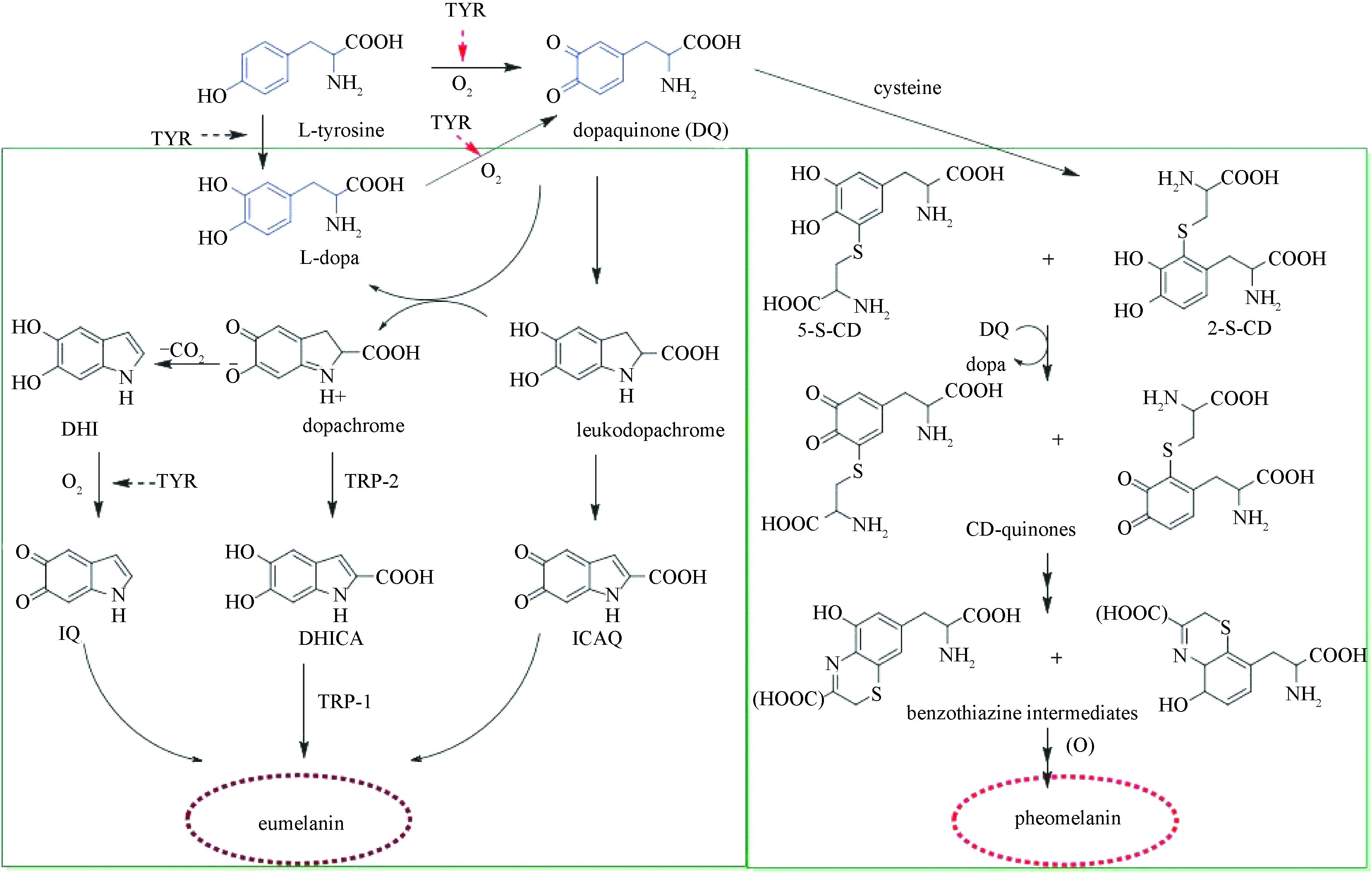 抗衰,美白,保濕,抗氧化,舒緩
