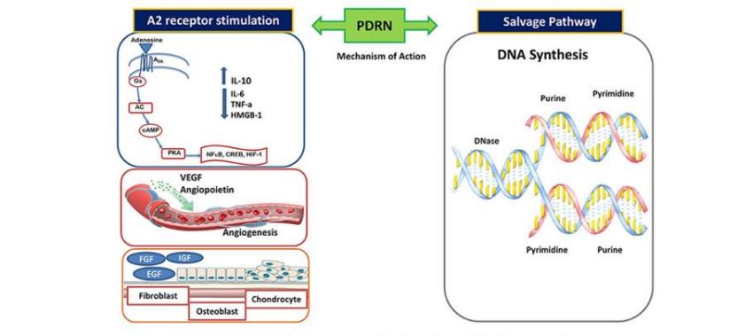 PDRN,再生醫(yī)學(xué),護(hù)膚前沿,皮膚微生態(tài),安全性評(píng)估