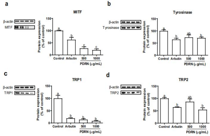 PDRN,再生醫(yī)學(xué),護(hù)膚前沿,皮膚微生態(tài),安全性評(píng)估