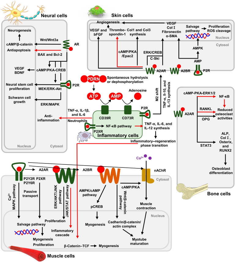 PDRN,再生醫(yī)學(xué),護(hù)膚前沿,皮膚微生態(tài),安全性評(píng)估